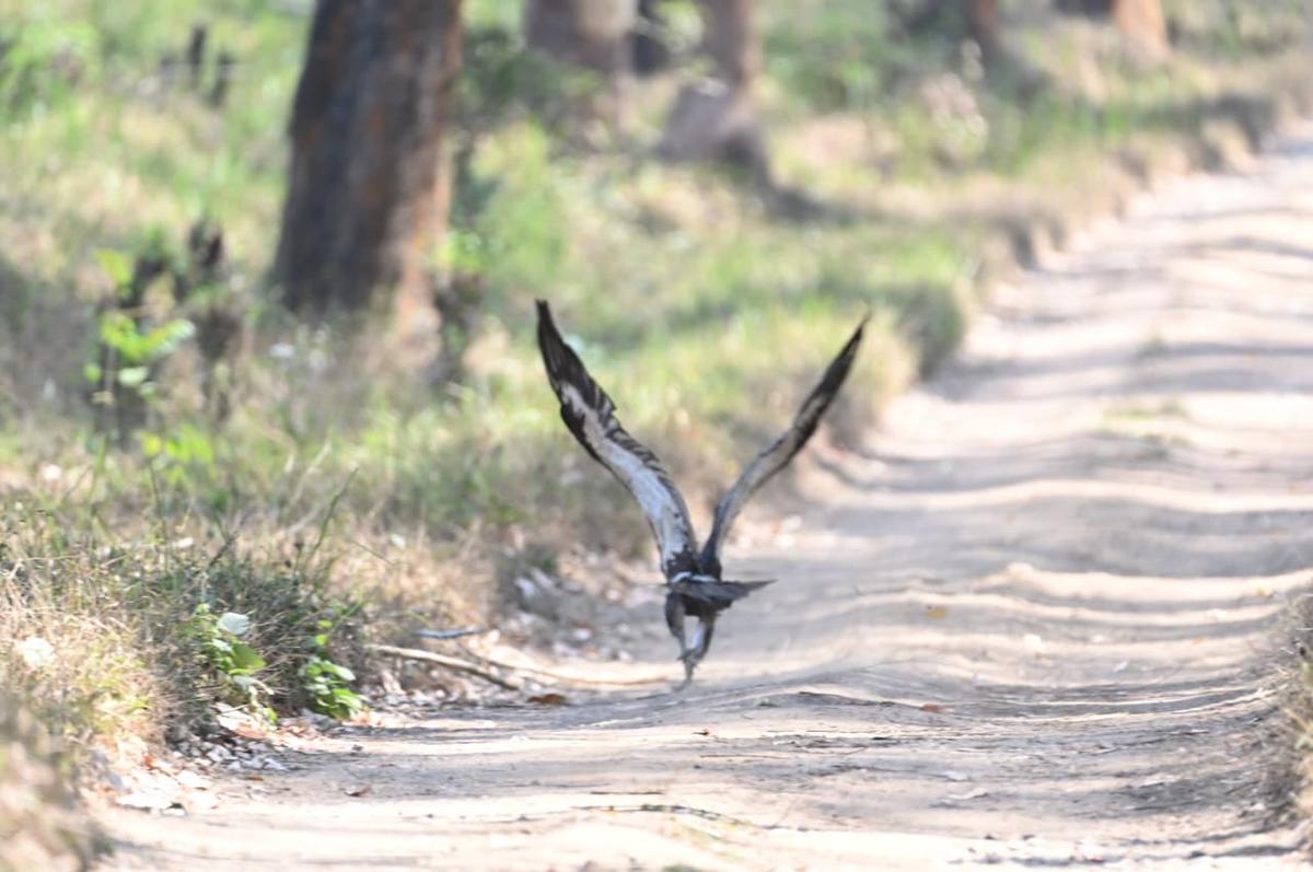 वायनाड वन्यजीव अभयारण्य के मुथंगा में छोड़े जाने के बाद नीलांबुर से बचाया गया एक सफेद दुम वाला गिद्ध उड़ान भरने के लिए संघर्ष कर रहा है।